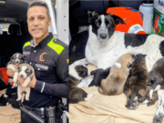 L’agent que ha salvat una gossa i els seus nou cadells al Poble Nou: “és totalment il·legal”