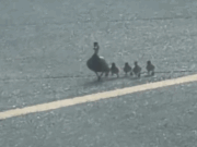 VÍDEO | Una mare ànec i els seus 4 fills paralitzen uns segons una pista del Prat